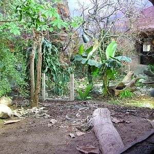 Caribbean Iguana exhibit at Chester 06/03/10