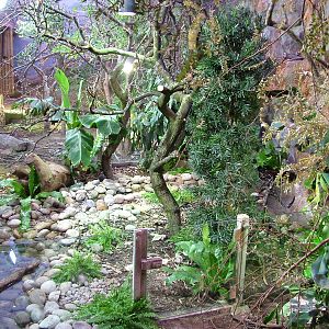 Caribbean Iguana exhibit at Chester 06/03/10