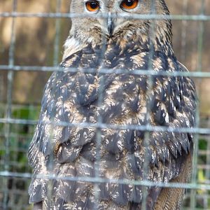 European Eagle Owl