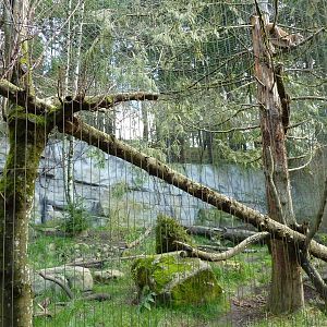 Cougar Exhibit - See The Cougar?