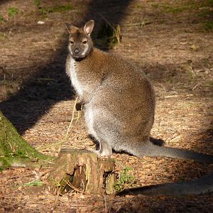 Bennetts Wallaby