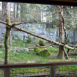 Cougar Exhibit