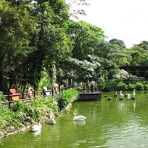 Jurong Bird Park 2008 - Pelican Lagoon