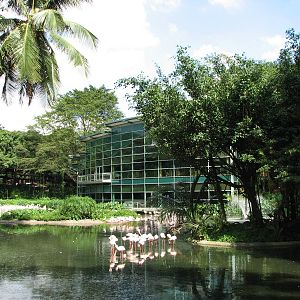 Jurong Bird Park 2008 - Flamingo Lagoon