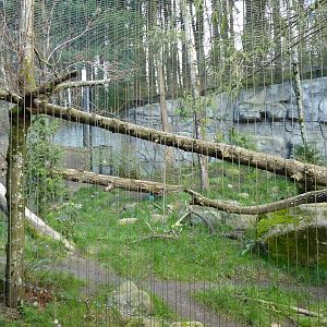 Cougar Exhibit