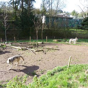 Wolf Enclosure