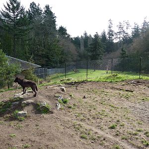 Wolf/Wapiti Enclosures