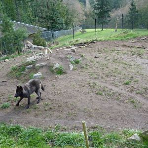Wolf/Wapiti Enclosures