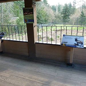 Wolf/Wapiti Enclosures - Viewing Platform
