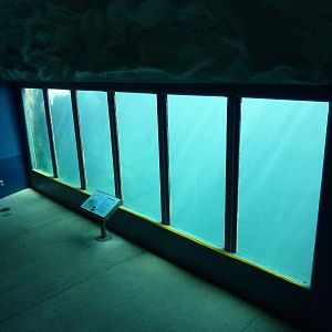 Polar Bear Exhibit - Underwater Viewing