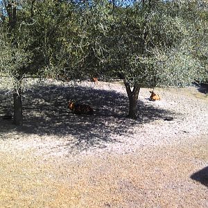 African Field Exhibit