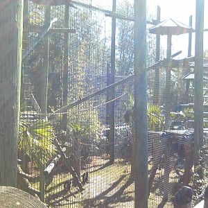 Angolan Colobus Exhibit