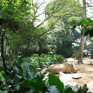 Singapore Zoo 2008 - Part of White Rhinoceros exhibit in Wild Africa