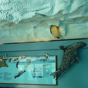 Polar Bear Exhibit - Paw In Ceiling