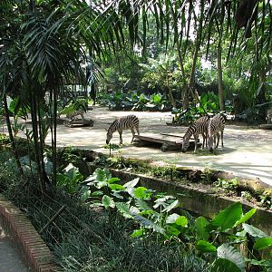Singapore Zoo 2008 - Zebra exhibit in Wild Africa