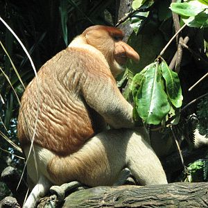 Singapore Zoo 2008 - Male Proboscis Monkey