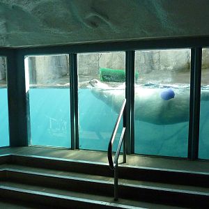 Polar Bear Exhibit