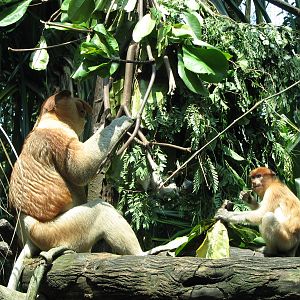 Singapore Zoo 2008 - Male Proboscis Monkey and youngster