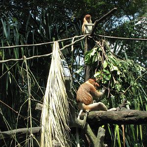 Singapore Zoo 2008 - Part of the Proboscis Monkey exhibit