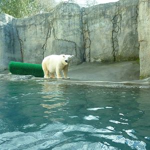 Polar Bear Exhibit