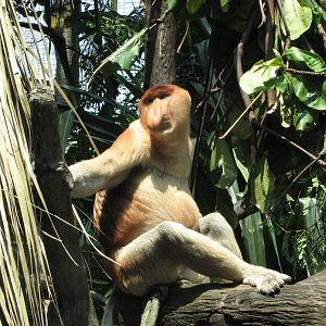 Singapore Zoo 2008 - Male Proboscis Monkey