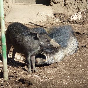 Visayan Warty Pigs