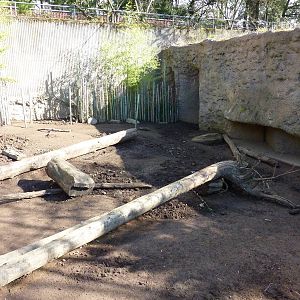 Visayan Warty Pig Exhibit