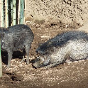 Visayan Warty Pigs