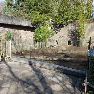Visayan Warty Pig Exhibit