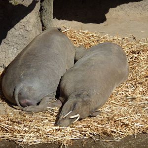 Babirusas