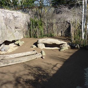Babirusa Exhibit
