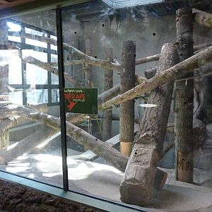 Red Ape Reserve - Construction