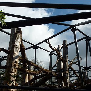 Red Ape Reserve - Construction