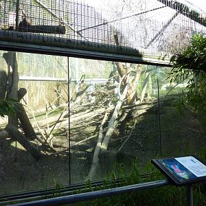 Mandrill Exhibit