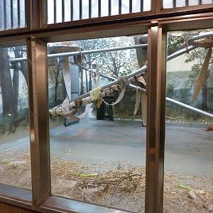 Chimpanzee Exhibit - Indoor Room