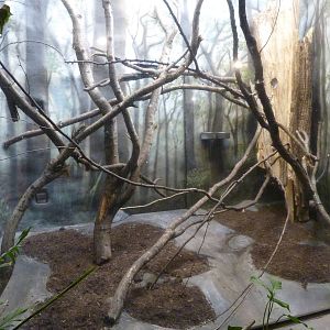 Tree Shrew Exhibit