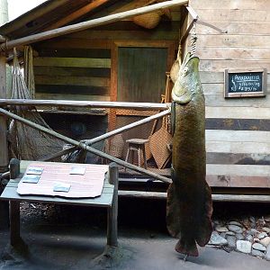 Amazon Flooded Forest - Arapaima Statue