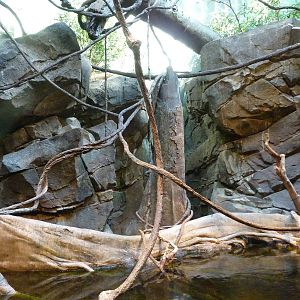 Amazon Flooded Forest