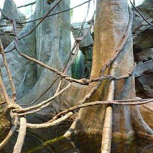 Amazon Flooded Forest