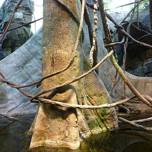 Amazon Flooded Forest