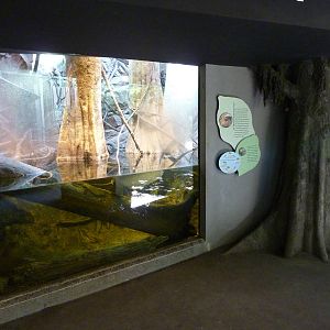 Amazon Flooded Forest