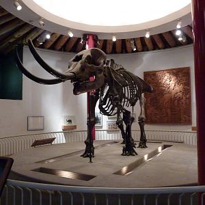 Elephant Museum - Mastodon