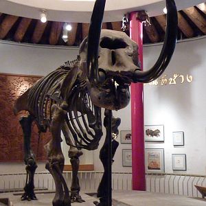 Elephant Museum - Mastodon