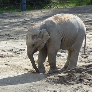 Asian Elephant - Samudra