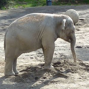 Asian Elephant - Samudra