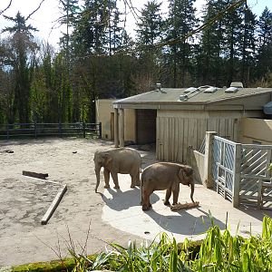 Asian Elephant Exhibit
