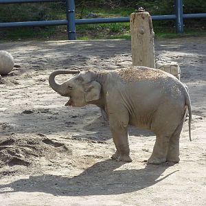 Asian Elephant - Samudra