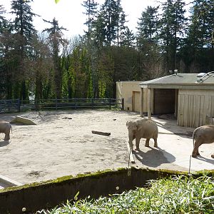 Asian Elephant Exhibit