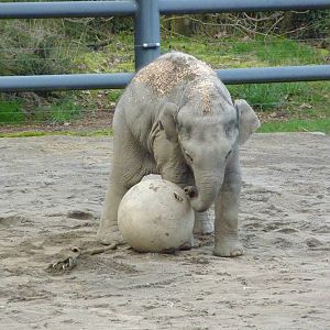 Asian Elephant - Samudra