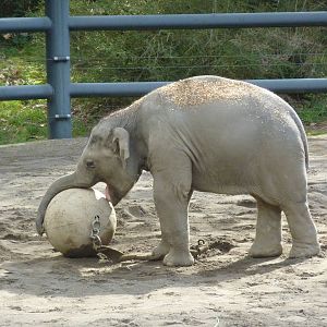 Asian Elephant - Samudra